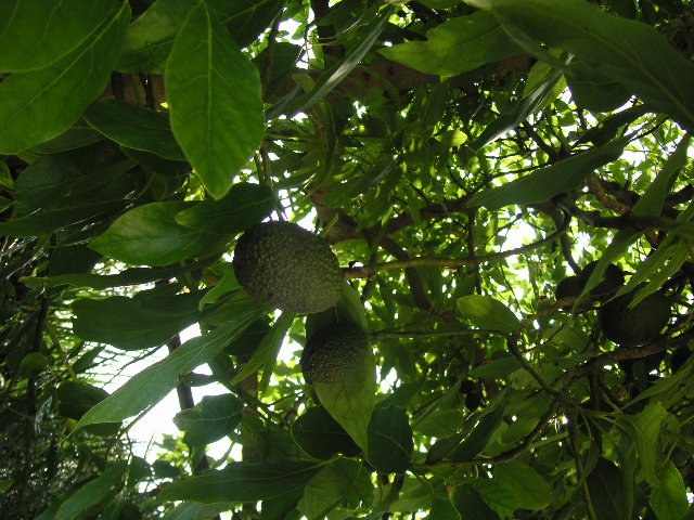 PICT0208 Avocadotre i hagen!