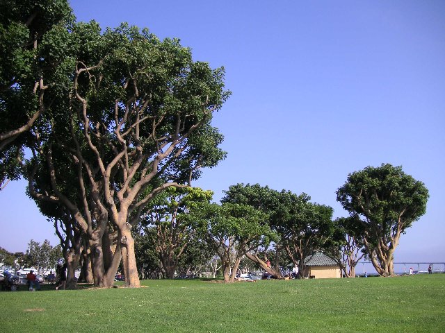 PICT0218 Slik ser trærne ut i San Diego. Kjennemerke: Grønne og treaktige