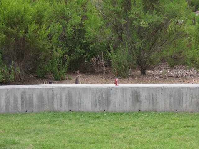 PICT0301 Coca Cola har nå blitt så usle at de har begynt å markedsføre seg mot våre små venner i skog og busk. Denne uskyldige harepusen står nå frem og gir de Cola-avhengige dyrene på UCSD et ansikt.