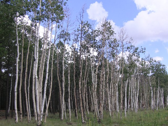 PICT0432 På vei opp til Grand Canyon