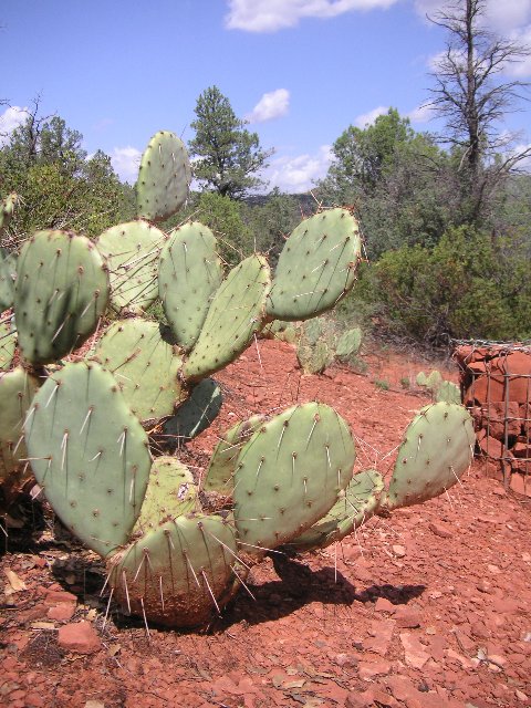 PICT0492 Botaniker-Nina er veldig opptatt av disse stygge beistene